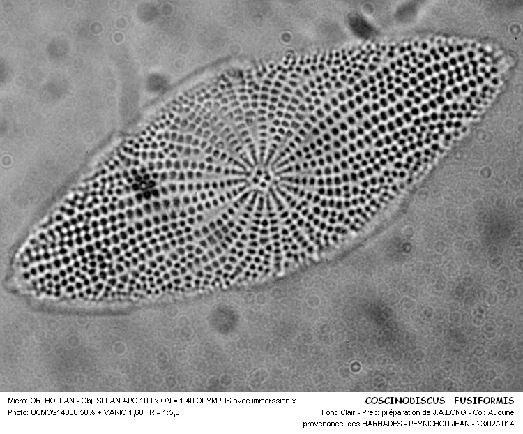 COSCINODISCUS FUSIFORMIS #36450