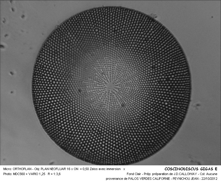 COSCINODISCUS GIGA E #32206