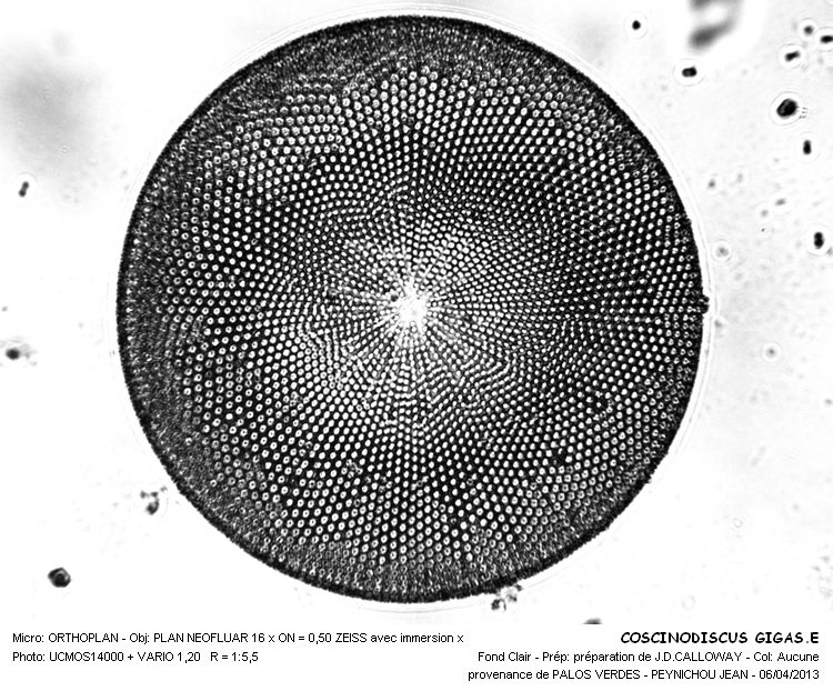 COSCINODISCUS GIGA E #32208