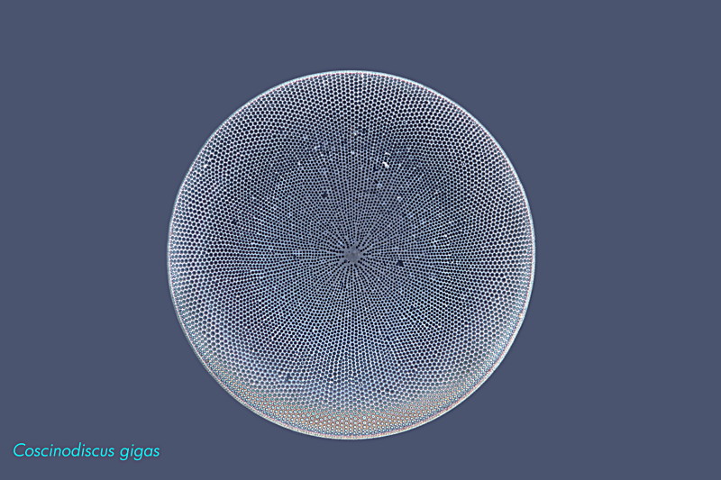 COSCINODISCUS GIGAS #33605
