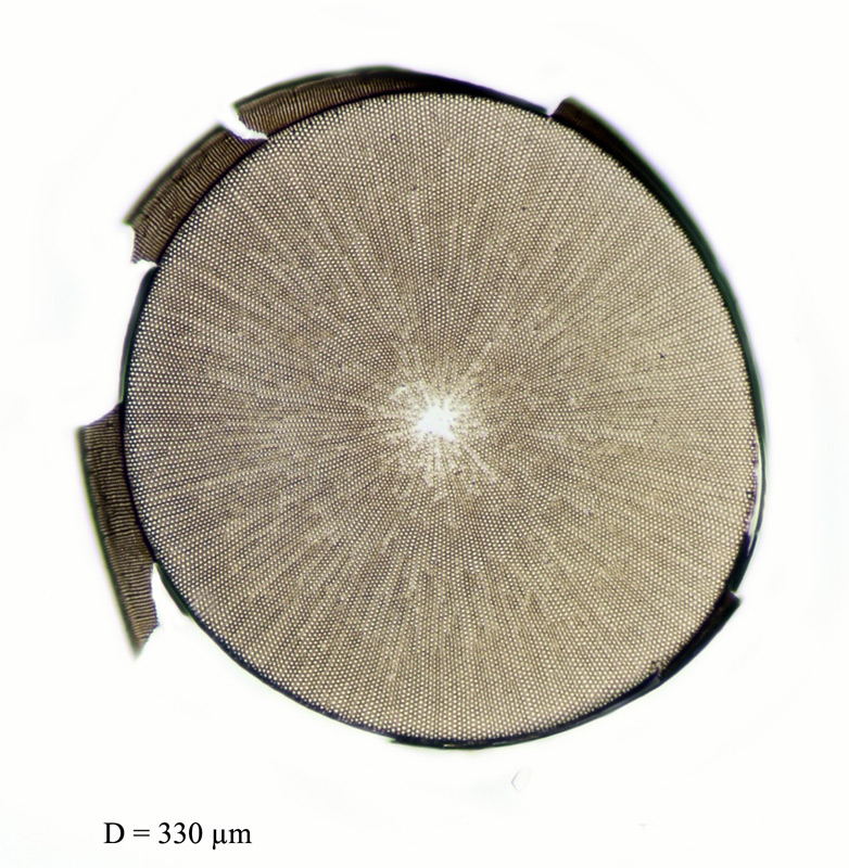 Coscinodiscus gigas #73809