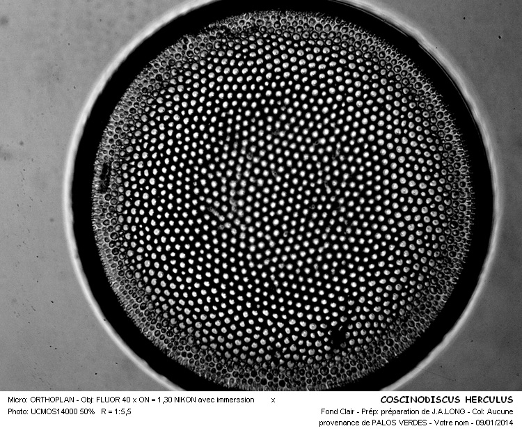 COSCINODISCUS HERCULUS #35601