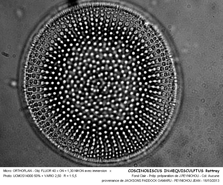 COSCINODISCUS INAEQUISCULPTUS Rattray #34319