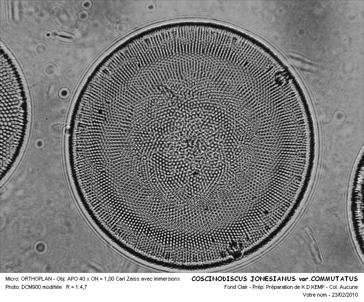 COSCINODISCUS JONESIANUS var. COMMUTATUS #32218