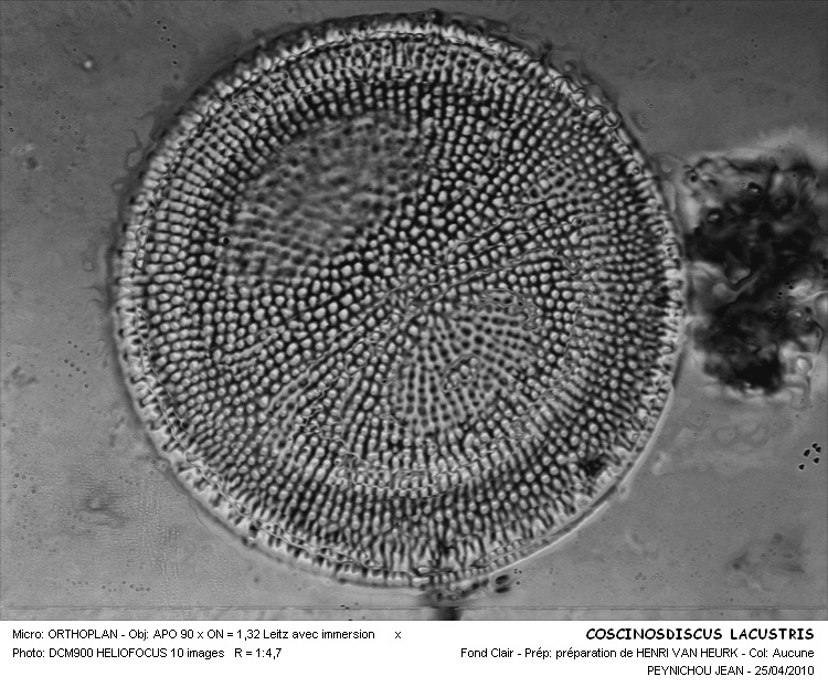 COSCINODISCUS LACUSTRIS #32205