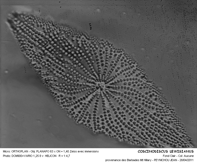 Coscinodiscus lewisianus Gréville #21882