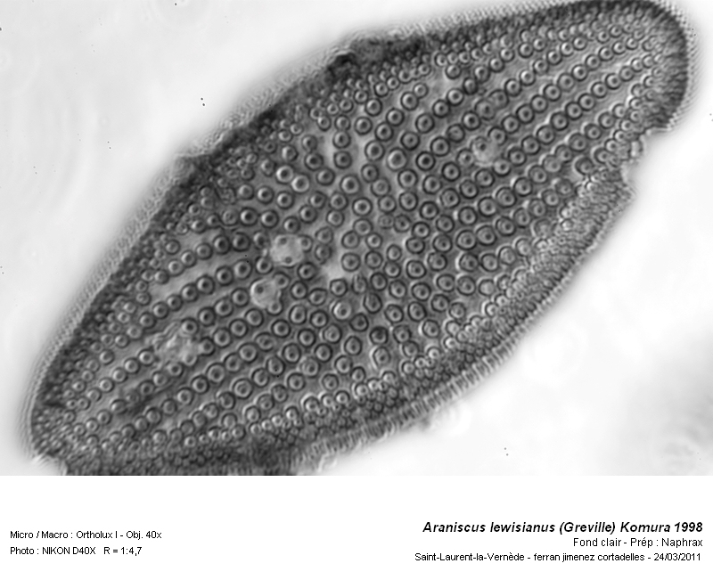 Coscinodiscus lewisianus Greville 1866 #21241