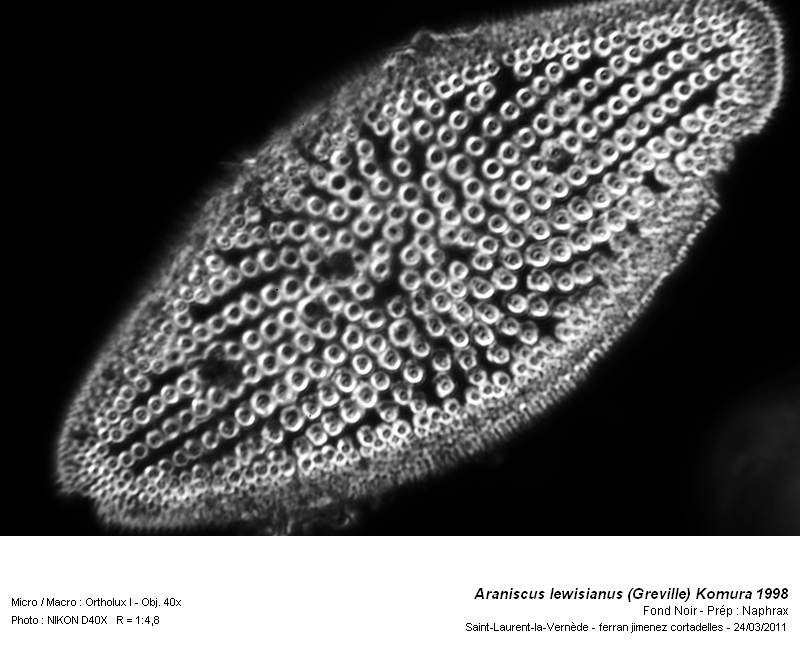 Coscinodiscus lewisianus Greville 1866 #21242