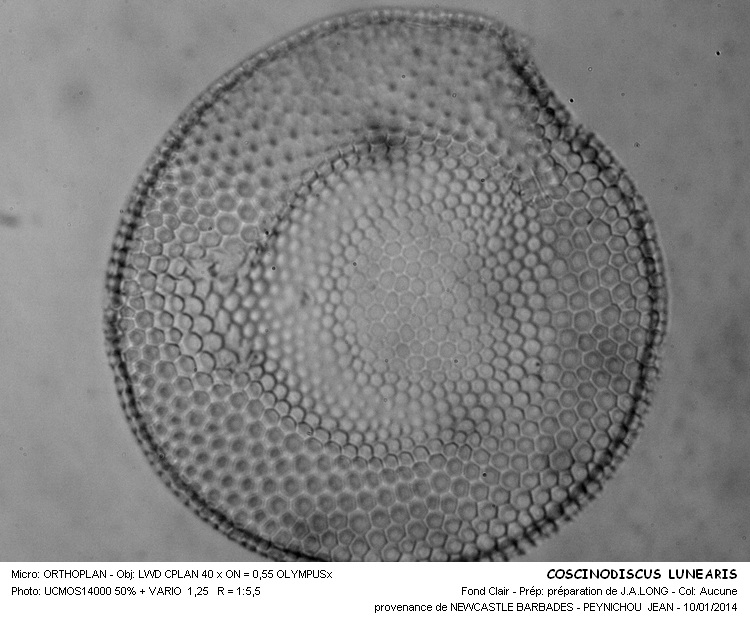 COSCINODISCUS LINEARIS #35621