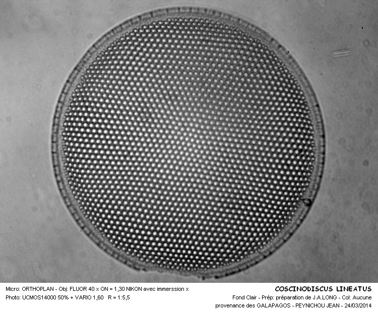 COSCINODISCUS LINEATUS #36901
