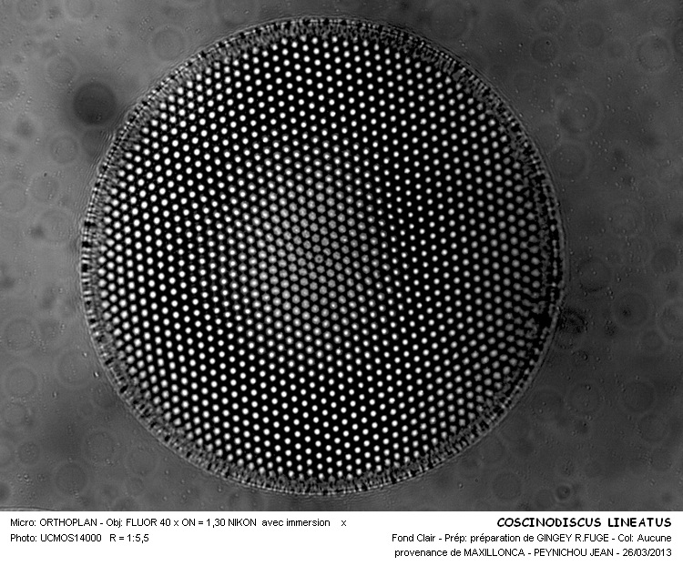 COSCINODISCUS LINEATUS #32203