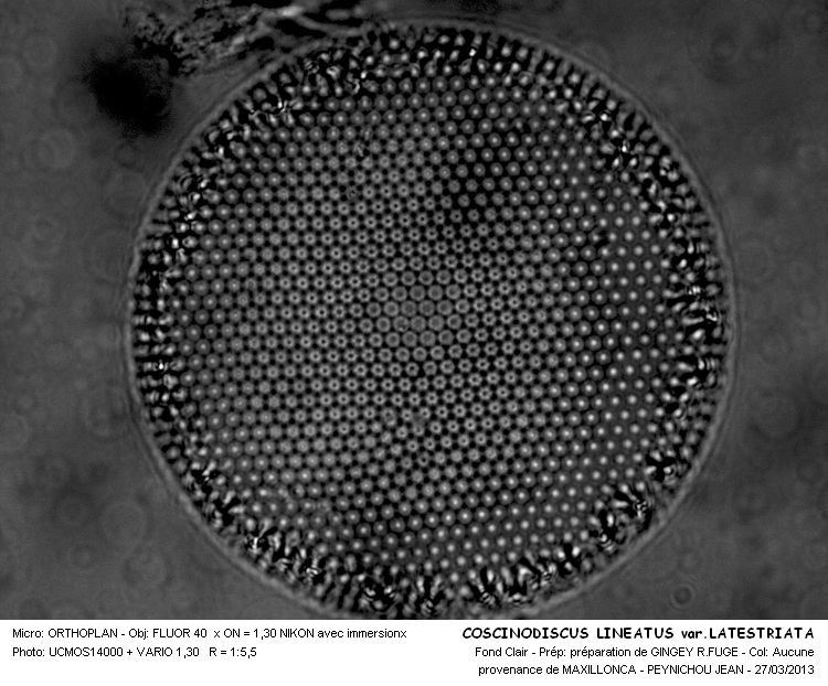 COSCINODISCUS LINEATUS #32204