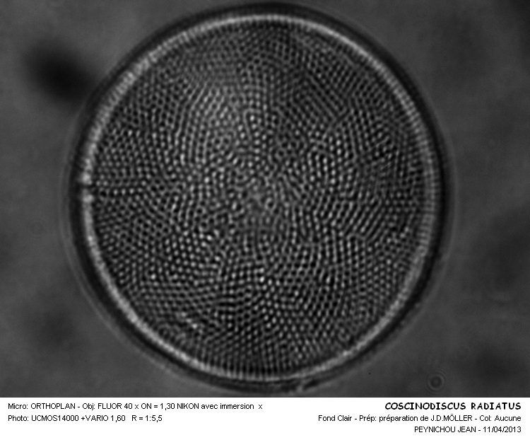 Coscinodiscus marginatus #30557