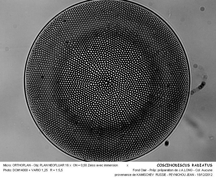 Coscinodiscus marginatus #30559