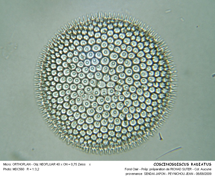 Coscinodiscus marginatus #30558