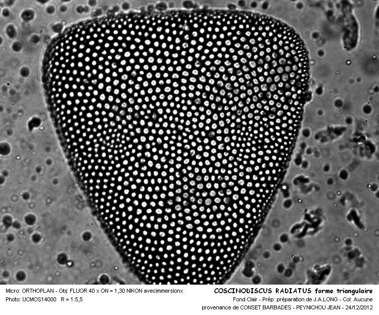 Coscinodiscus marginatus #30560