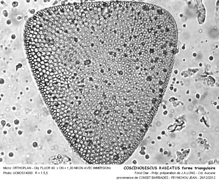 Coscinodiscus marginatus #30561