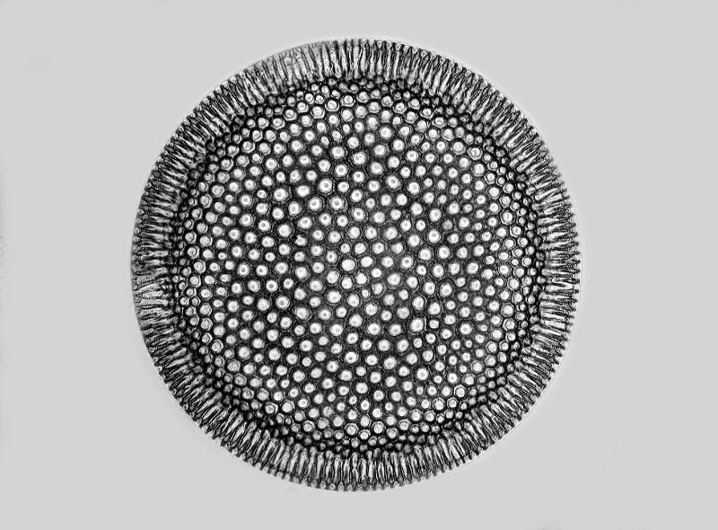 Coscinodiscus marginatus Ehrenberg #48983