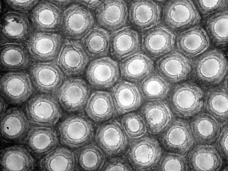 Coscinodiscus marginatus Ehrenberg #48984