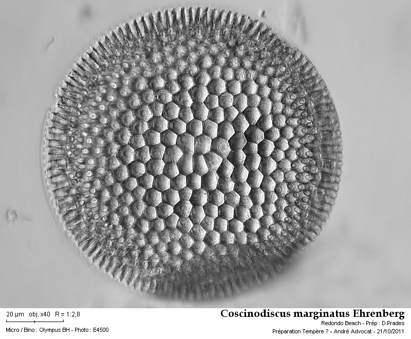 Coscinodiscus marginatus Ehrenberg 1841 #24681