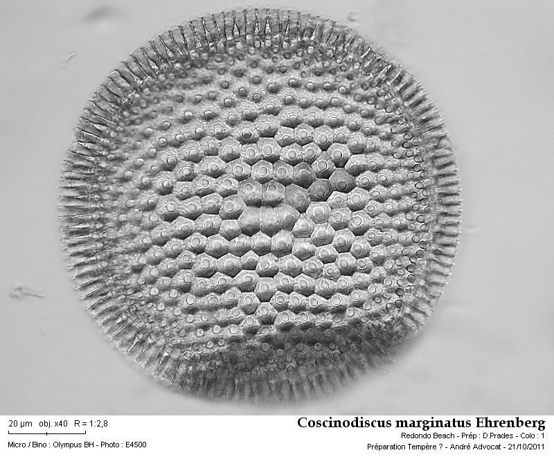 Coscinodiscus marginatus Ehrenberg 1841 #24682