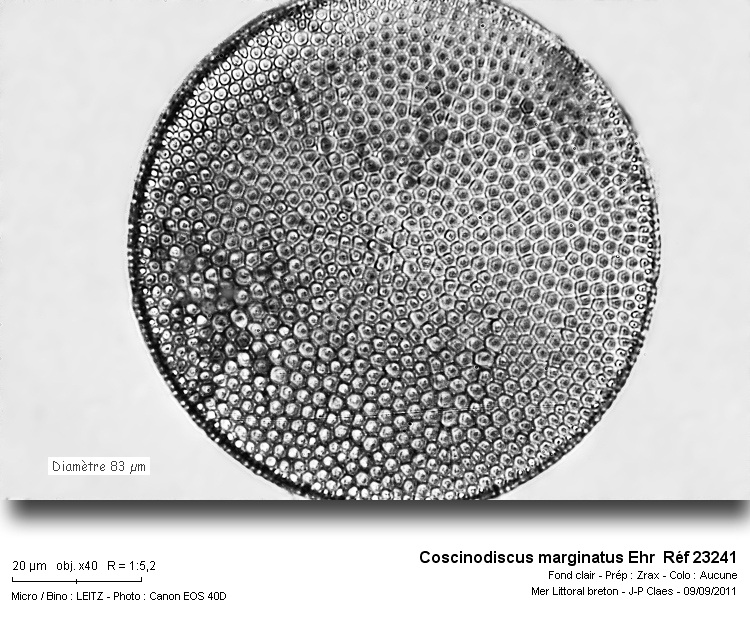 Coscinodiscus marginatus Ehr #23908