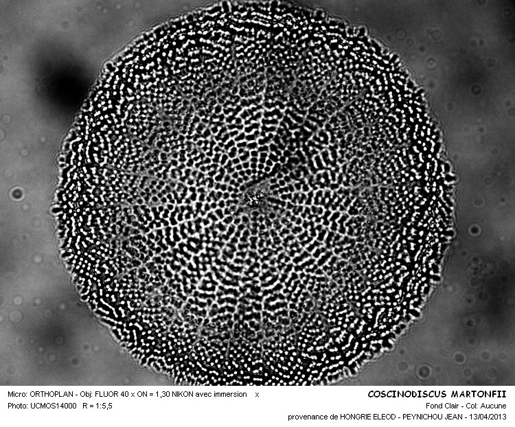 COSCINODISCUS MARTONFII #32201