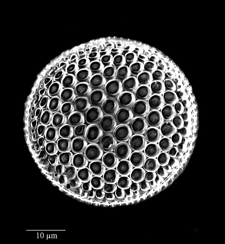Coscinodiscus mirabilis #69509
