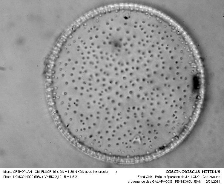 COSCINODISCUS NITIDUS #35645