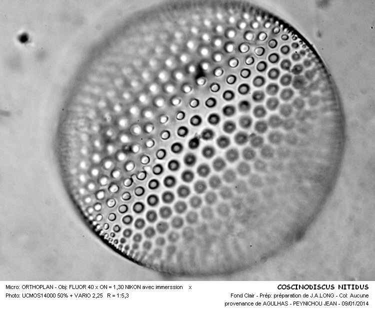 COSCINODISCUS NITIDUS #35599