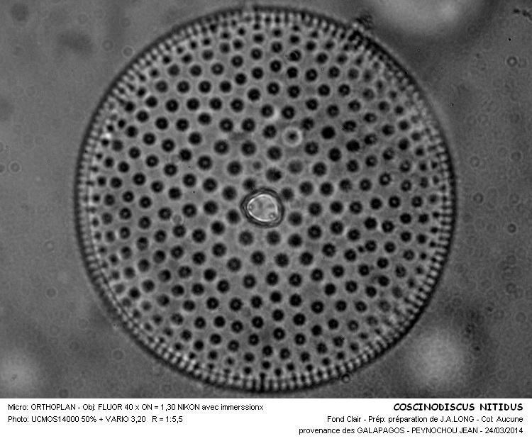 COSCINODISCUS NITIDUS #36904