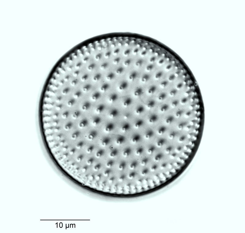 Coscinodiscus nitidus #55311