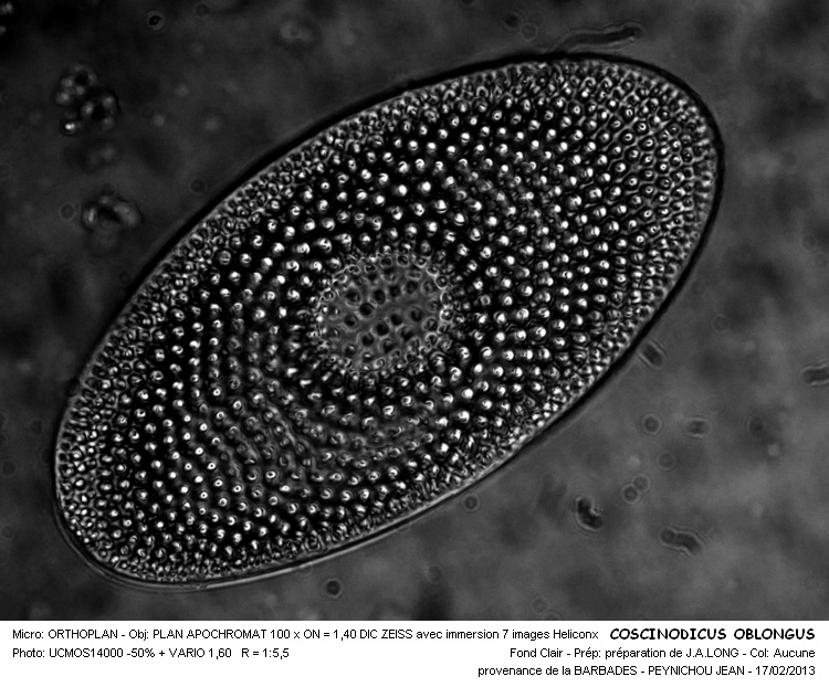 COSCINODISCUS OBLONGUS #29879