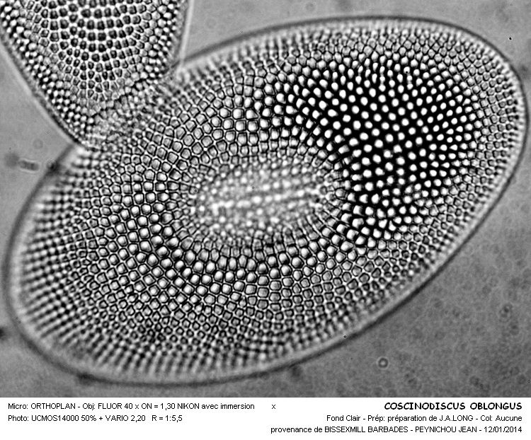 COSCINODISCUS OBLONGUS #35641
