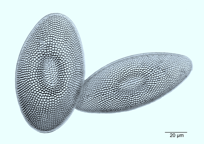 Coscinodiscus oblongus Greville, 1866 #51176