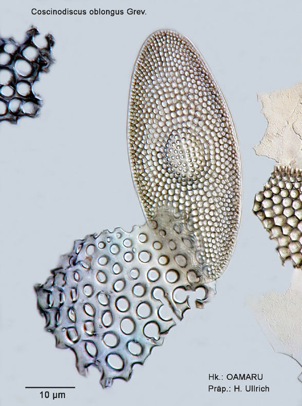 Coscinodiscus oblongus Grev. #9563