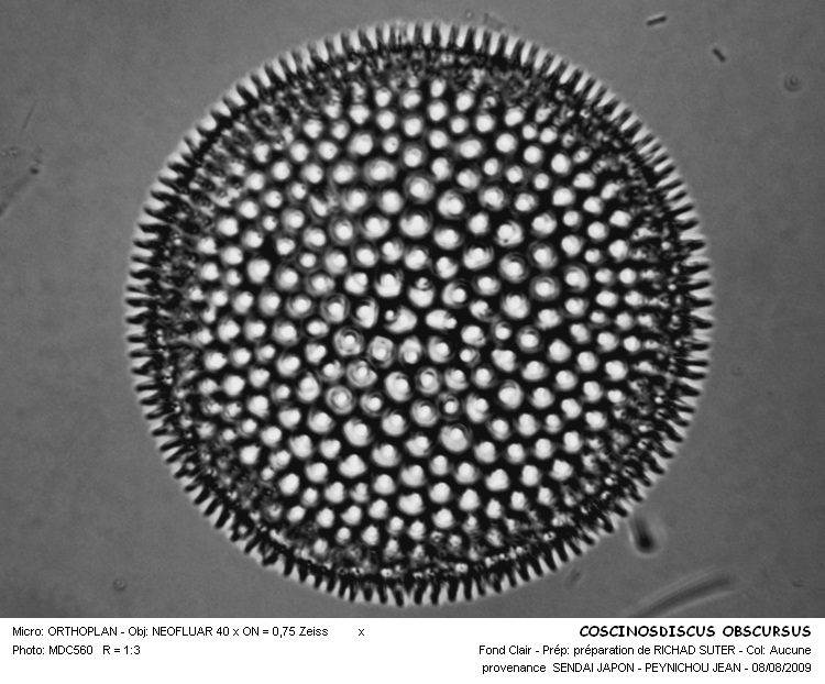 COSCINODISCUS OBSCURSUS #32200