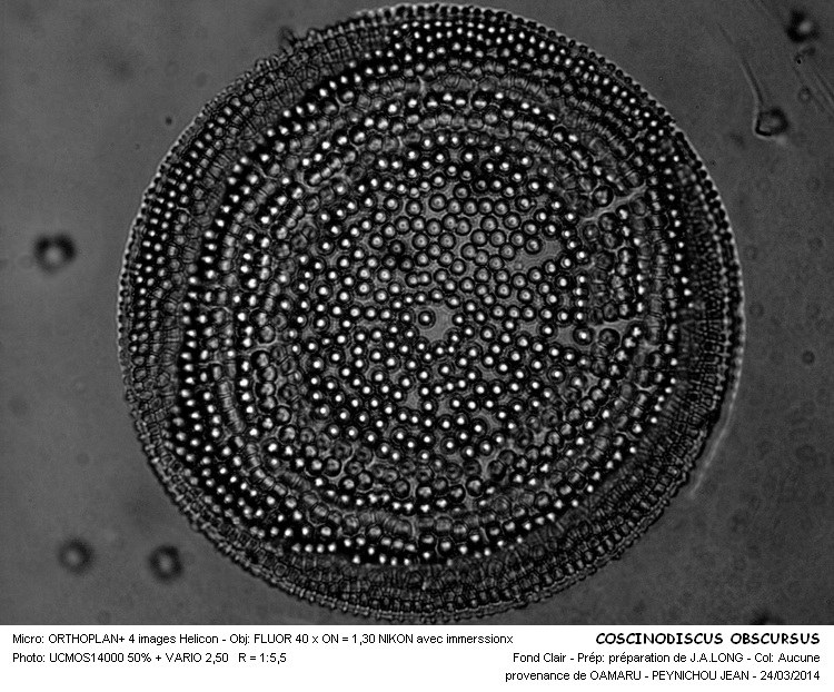 COSCINODISCUS OBSCURUS #36900