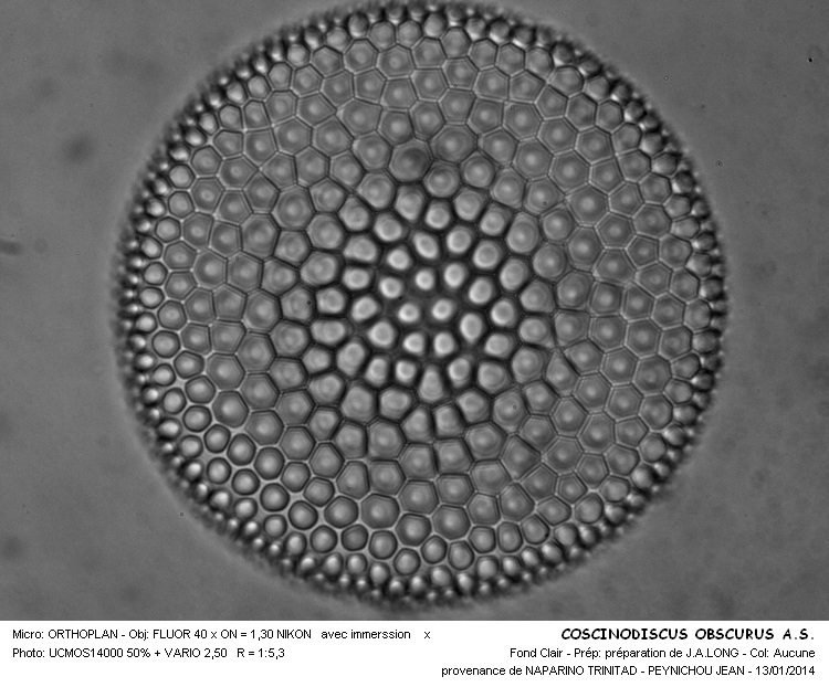 COSCINODISCUS OBSCURUS A.S. #35661