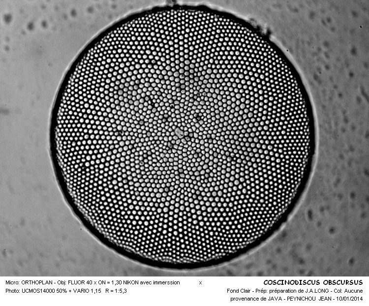COSCINODISCUS OBSCURUS #35618