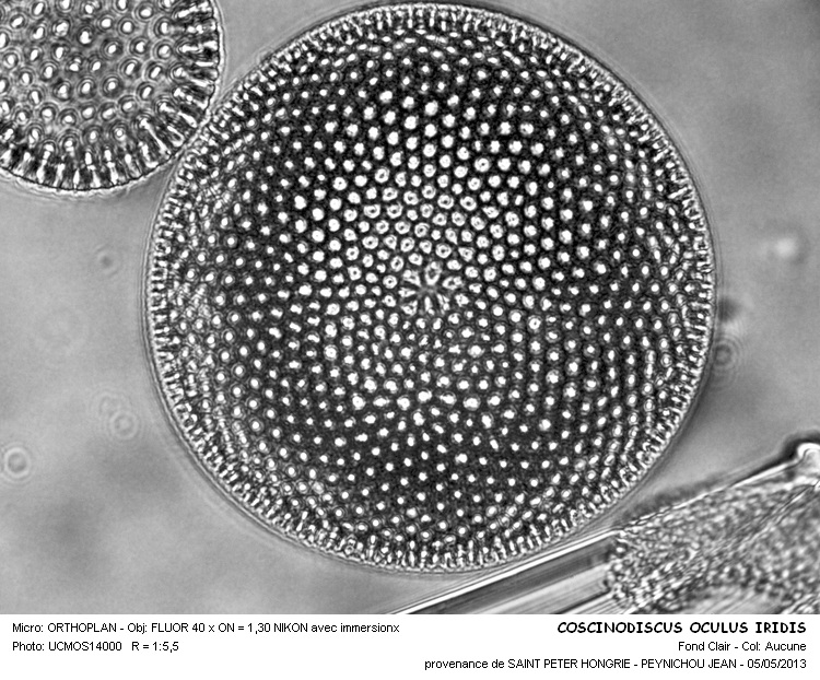 COSCINODISCUS OCULUS IRIDIS #30993