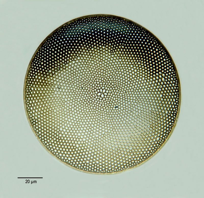 Coscinodiscus oculus iridis Ehr. #18800
