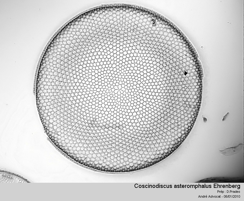 Coscinodiscus oculus iridis Ehr. #18793