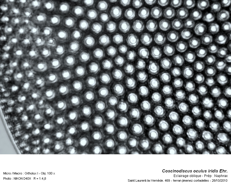 Coscinodiscus oculus iridis Ehr. #18808