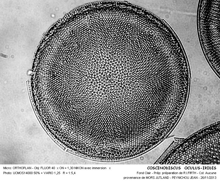 COSCINODISCUS OCULUS-IRIDIS #34938