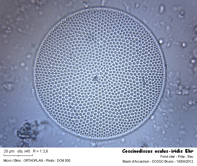 Coscinodiscus oculus-iridis Ehr. #26537