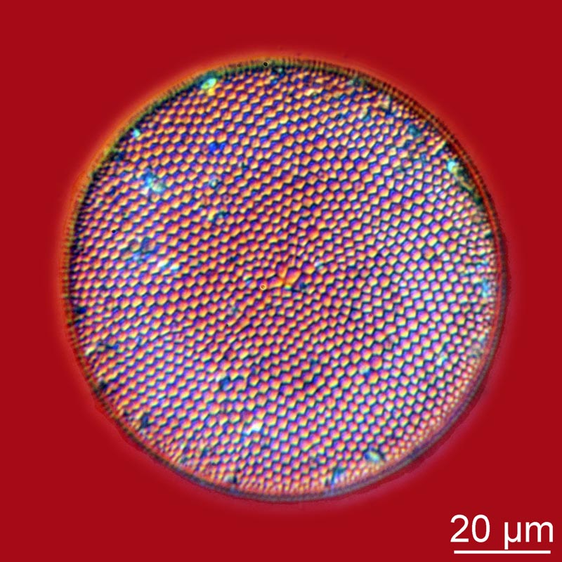 COSCINODISCUS OCULUS-IRIDIS #40891