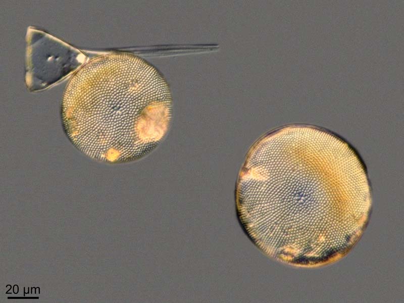 Coscinodiscus oculus-iridis Ehrenberg, 1840 #47449