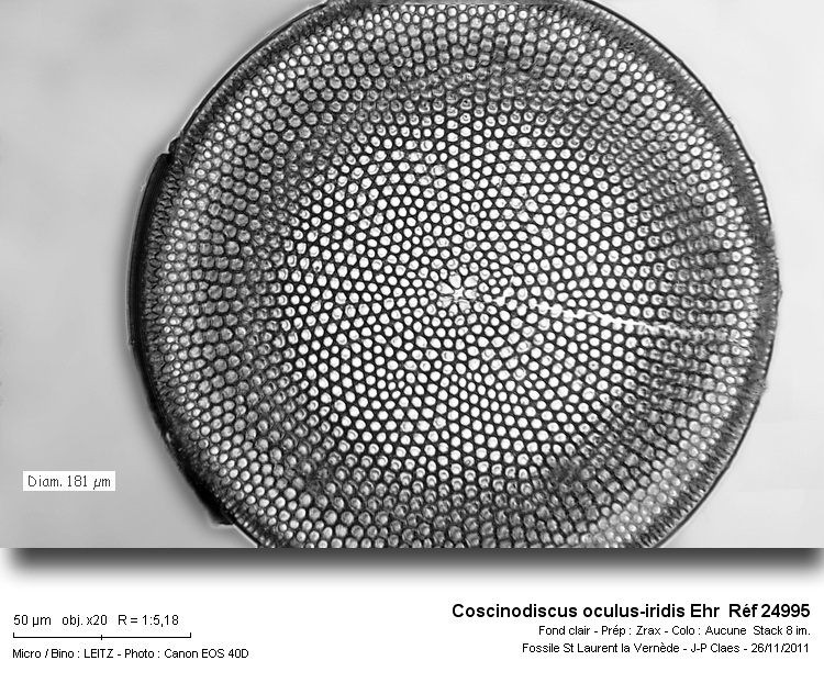 Coscinodiscus oculus-iridis #25271