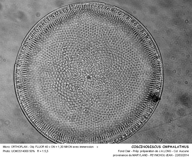 COSCINODISCUS OMPHALANTHUS #36871